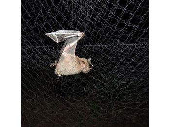 RED DE NIEBLA PEQUEÑA